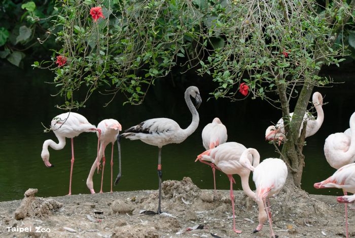 春末限定萌景登場！臺北市立動物園鳥寶寶陸續現身，水邊草叢充滿生命力